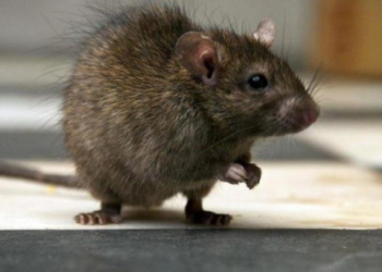 Скандал у київській пекарні: відвідувачі побачили великого щура (фото)