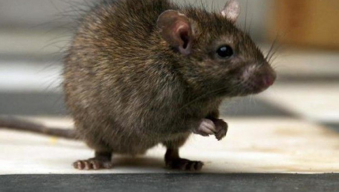 Скандал у київській пекарні: відвідувачі побачили великого щура (фото)