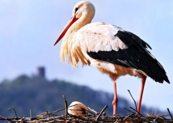 Тернополяни можуть допомогти травмованому лелеці (Відео)