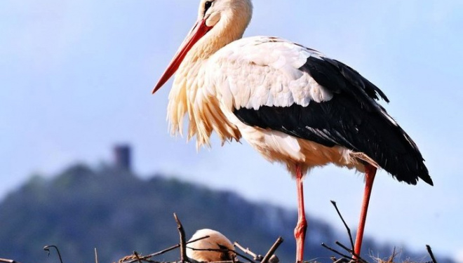 Тернополяни можуть допомогти травмованому лелеці (Відео)