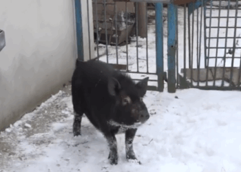 Свиня Маруся з під Тернополя – справжній символ 2019 року