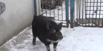 Свиня Маруся з під Тернополя – справжній символ 2019 року