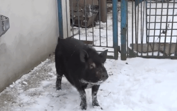 Свиня Маруся з під Тернополя – справжній символ 2019 року