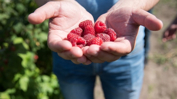 Які програми для аграріїв Тернопільщини будуть доступними у 2019 (фото)