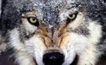 Тернополянин застрелив скаженного вовка, який на нього напав (Відео)