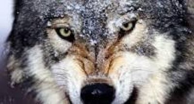 Тернополянин застрелив скаженного вовка, який на нього напав (Відео)