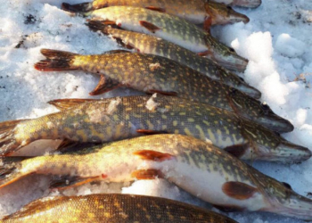 Скільки риби за тиждень вилучив Тернопільський рибоохоронний патруль?