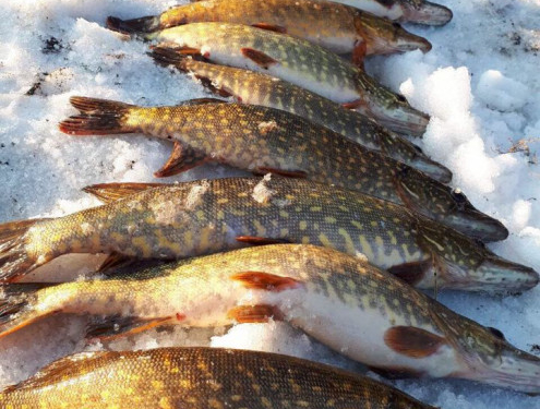 Скільки риби за тиждень вилучив Тернопільський рибоохоронний патруль?