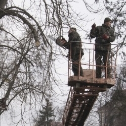 У тернопільських парках здійснюють санітарну обрізку дерев