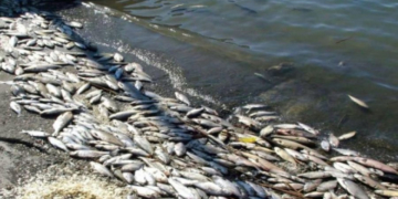 На Тернопільщині у ставку масово вимерла риба (ВІДЕО)