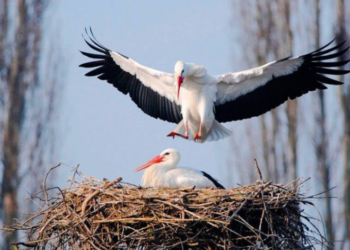 Добра новина: перші лелеки вже на Тернопільщині (Відео)