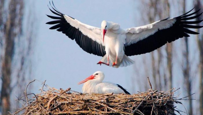 Добра новина: перші лелеки вже на Тернопільщині (Відео)