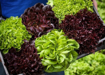 Молоде подружжя з Тернопільщини вирощує зелень та їстівні квіти без ґрунту