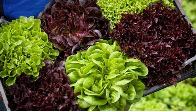 Молоде подружжя з Тернопільщини вирощує зелень та їстівні квіти без ґрунту