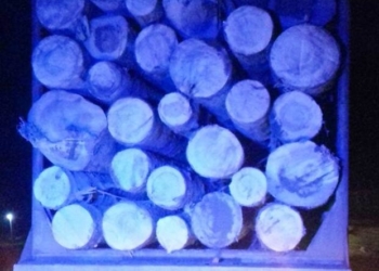 Поліцейські з’ясовують, де на Тернопільщині незаконно зрізали чимало дерева