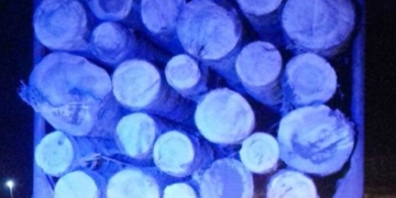 Поліцейські з’ясовують, де на Тернопільщині незаконно зрізали чимало дерева