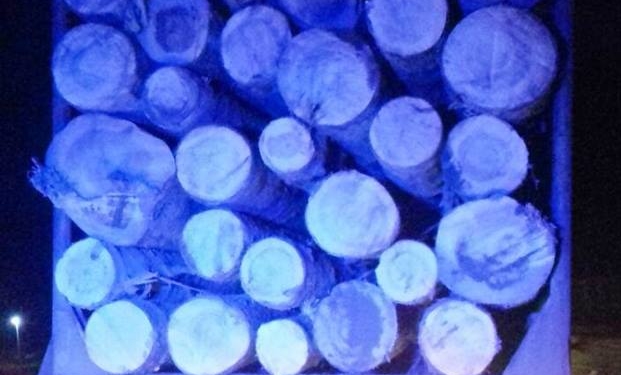 Поліцейські з’ясовують, де на Тернопільщині незаконно зрізали чимало дерева