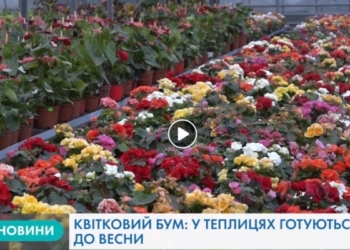 «Квітковий рай»: як у Тернополі вирощують унікальні сорти квітів (Відео)