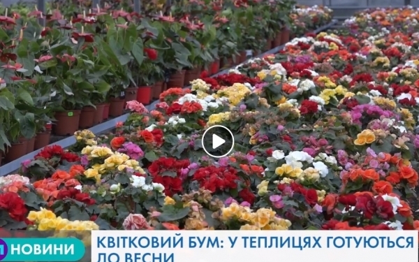 «Квітковий рай»: як у Тернополі вирощують унікальні сорти квітів (Відео)