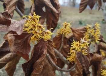 У Кременецькому ботанічному саду квітує дивовижний горіх