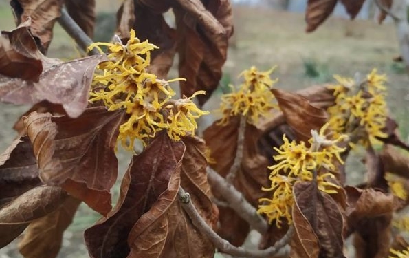 У Кременецькому ботанічному саду квітує дивовижний горіх