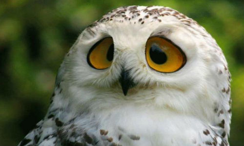 Небайдужий тернополянин врятував птаху, що помирала (Відео)