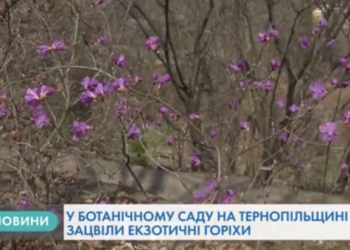 В ботанічному саду на Тернопільщині є унікальні дерева