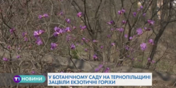 В ботанічному саду на Тернопільщині є унікальні дерева