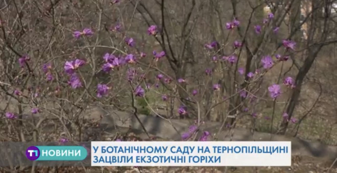 В ботанічному саду на Тернопільщині є унікальні дерева