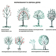 Дерева не нищать, а рятують: У державній еко-інспекції пояснили необхідність санітарної обрізки