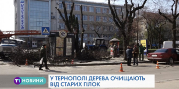 У Тернополі обрізають дерева (Відео)