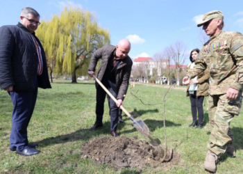 Варвари, які позрізали старі тополі по вул. Білецькій в межах парку Шевченка будуть покарані