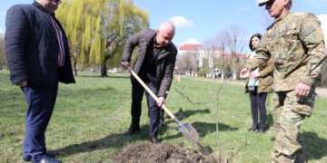 Варвари, які позрізали старі тополі по вул. Білецькій в межах парку Шевченка будуть покарані
