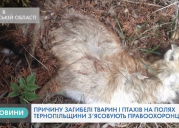 Трупи тварин виявили на полях Тернопільщини