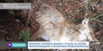 Трупи тварин виявили на полях Тернопільщини