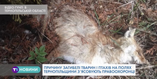 Трупи тварин виявили на полях Тернопільщини