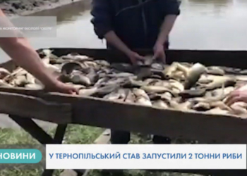 Близько двох тонн риби випустили у Тернопільський став (Відео)