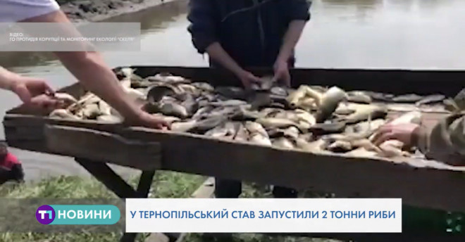 Близько двох тонн риби випустили у Тернопільський став (Відео)