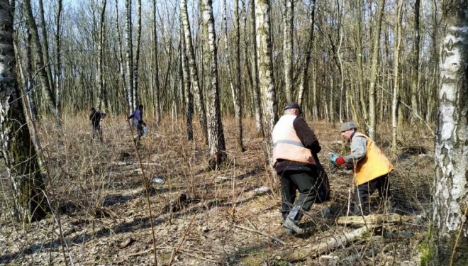 У Тернополі навели лад з березами і видобувачами березового соку