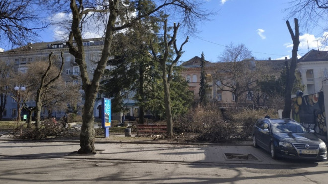 У центрі Тернополя проводять омолоджувальну підрізку дерев