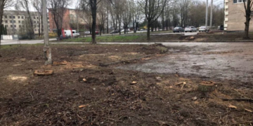 У Тернополі варвари нестимуть відповідальність за зрізані дерева