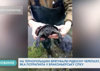 Унікальну черепаху врятували на Тернопільщині