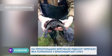 Унікальну черепаху врятували на Тернопільщині