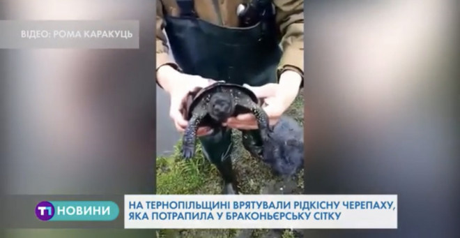 Унікальну черепаху врятували на Тернопільщині