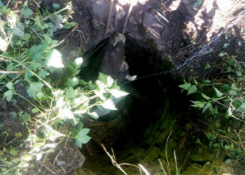 На Тернопільщині з глибокого колодязя рятували корову