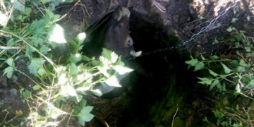 На Тернопільщині з глибокого колодязя рятували корову