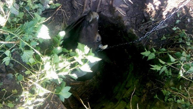 На Тернопільщині з глибокого колодязя рятували корову