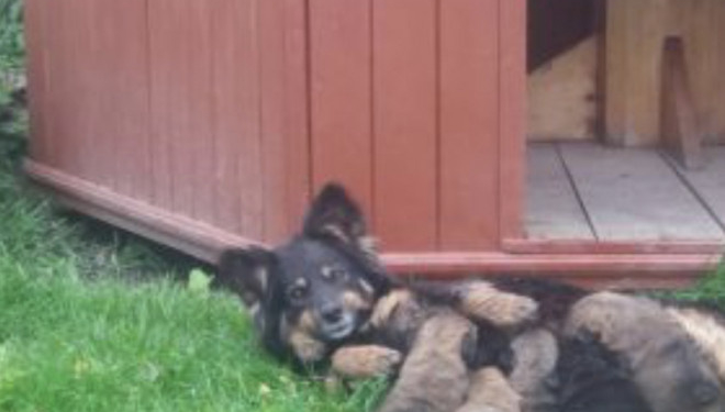 Священик із Теpнопільщини pоздав понад півсотні цуценят