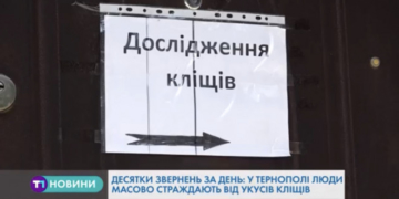 Кліщі атакують тернополян (Відео)