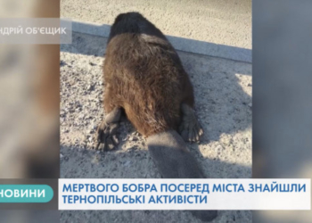 Мертвого бобра виявили на пішохідному переході в Тернополі